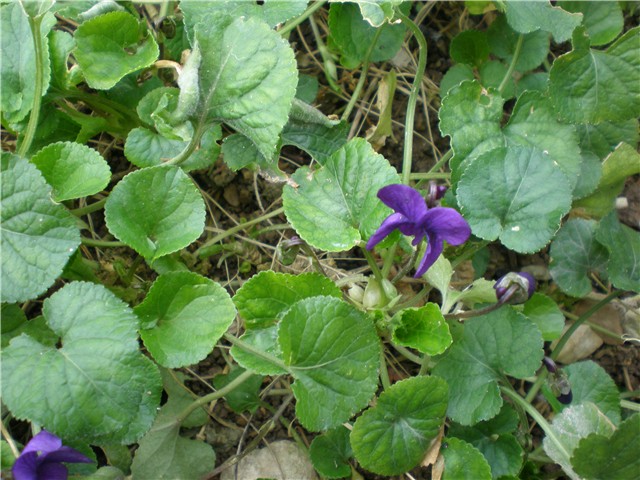 ljubičice